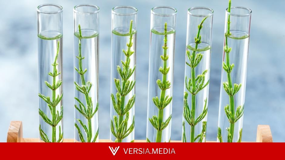 CRISPR gene-editing for crops: Precision tool or new risk?